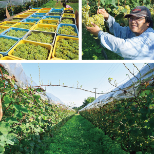 栃尾農園株式会社 ブドウ栽培