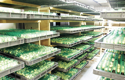 研究開発でたどり着いた「みどり繭」2