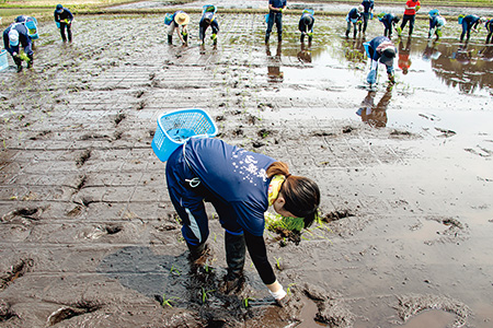 2011年から社内にアグリ事業部を設置し、自社でも酒米を生産