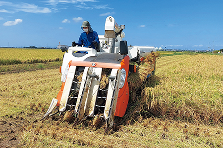 稲刈りの様子