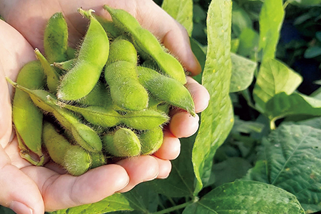 黒埼茶豆の画像