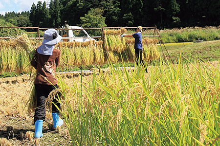 田んぼ体験の様子