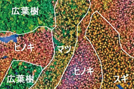 森林資源の分布