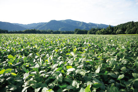 標高400m前後の山間地にある圃場